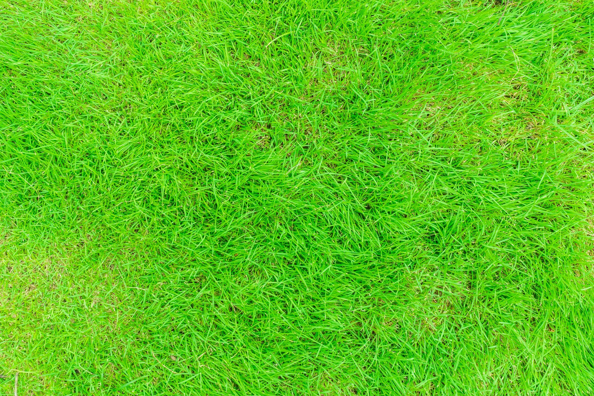 Green grass texture background Top view of bright grass garden Idea concept used for making green backdrop, lawn for training football pitch, Grass Golf Courses green lawn pattern textured background.
